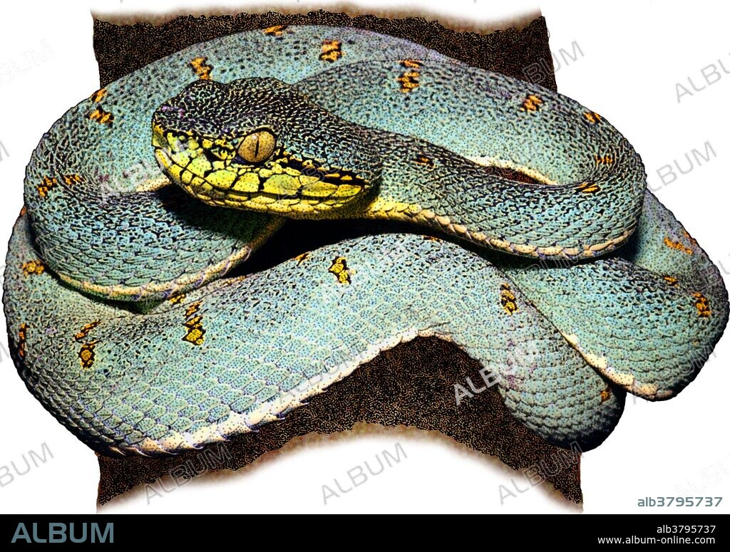Illustration of the Two-striped Forest-pitviper (Bothriopsis bilineata), a venomous pitviper species found in the Amazon region of South America.