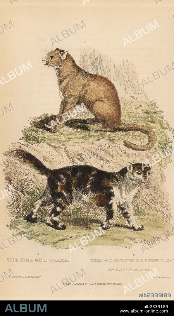 Jaguarundi, Puma yagouaroundi and unknown species of wild cat (Eira of d'Azara and wild tortoiseshell cat of Count Hoffmansegg). Handcoloured copperplate engraving by Thomas Landseer after an illustration by Charles Hamilton Smith from Edward Griffith's The Animal Kingdom by the Baron Cuvier, London, Whittaker, 1825.