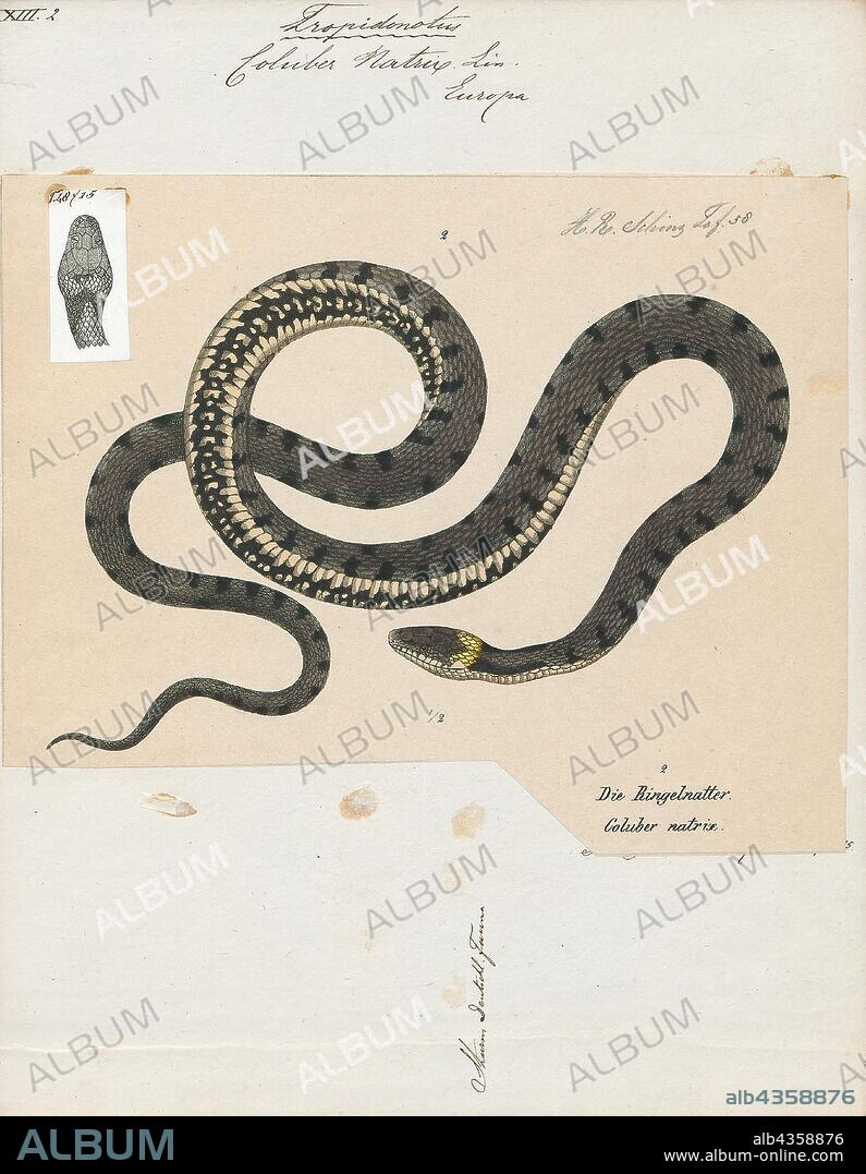 Coluber natrix, Print, The grass snake (Natrix natrix), sometimes called the ringed snake or water snake, is a Eurasian non-venomous snake. It is often found near water and feeds almost exclusively on amphibians. The barred grass snake, Natrix helvetica, was split off as a separate species in 2017., 1700-1880.