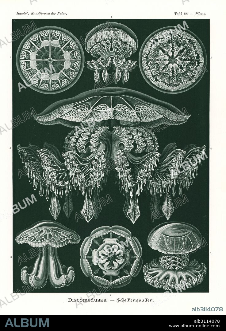 Discomedusae jellyfish: barrel jellyfish, Rhizostoma species 1,2,3,6,7, Rhopilema rhopalophorum 4, and cannonball jellyfish, Stomolophus meleagris 5. Chromolithograph by Adolf Glitsch from an illustration by Ernst Haeckel from Art Forms in Nature, Kunstformen der Natur, Liepzig, Germany, 1904.