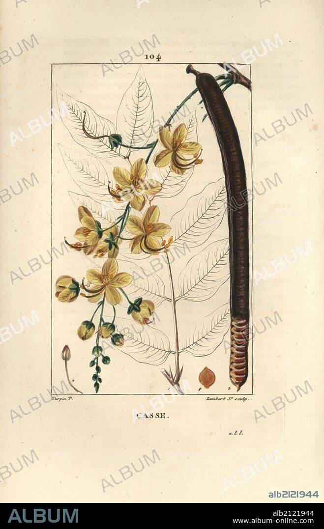 Golden shower tree, Cassia fistula, with flowers and seed pod. Handcoloured stipple copperplate engraving by Lambert Junior from a drawing by Pierre Jean-Francois Turpin from Chaumeton, Poiret et Chamberet's "La Flore Medicale," Paris, Panckoucke, 1830. Turpin (1775~1840) was one of the three giants of French botanical art of the era alongside Pierre Joseph Redoute and Pancrace Bessa.