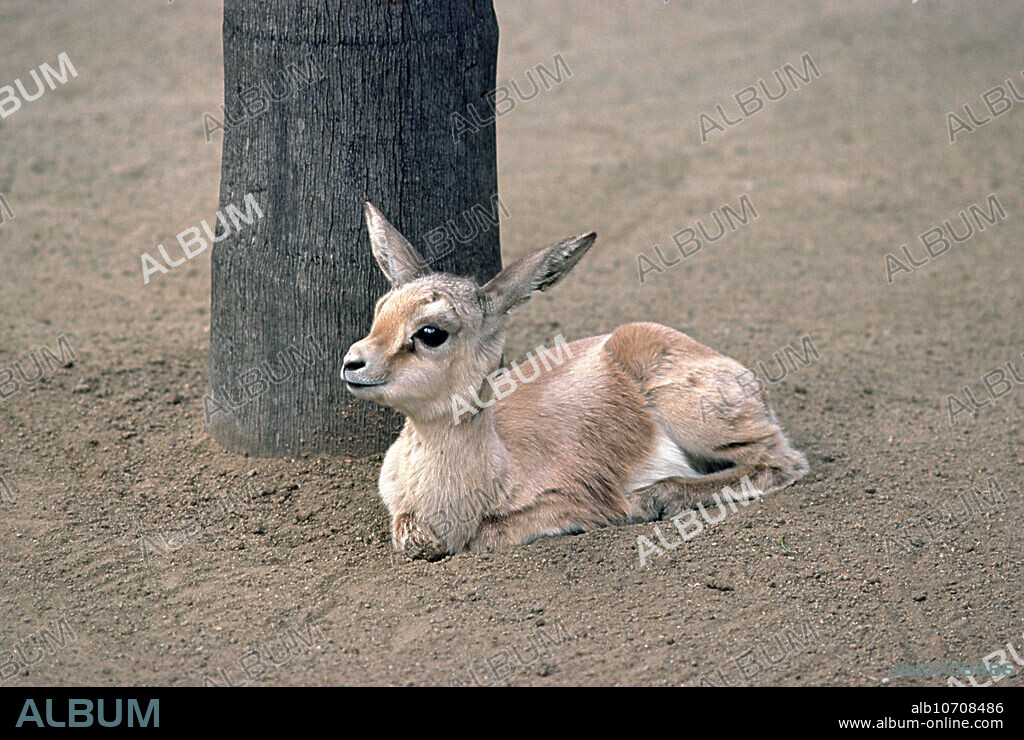 Saharan Dorcas Gazelle fawn (Gazella dorcas osiris), one month old.