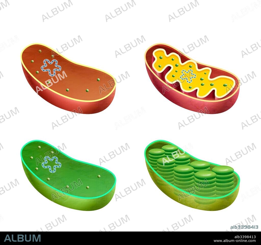 Teoría endosimbiótica.