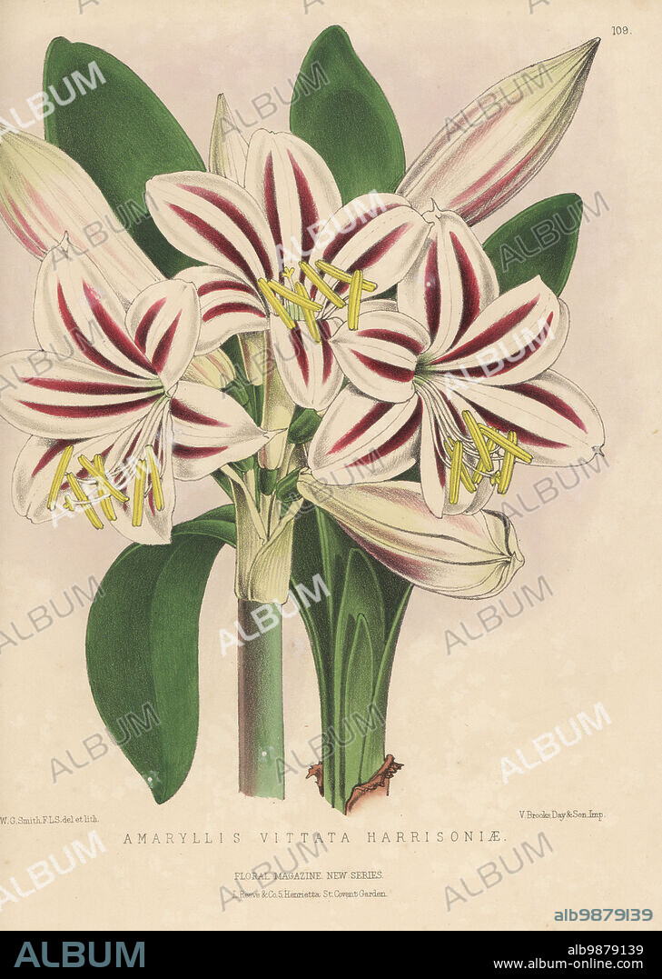 Harrison's amaryllis, Hippeastrum vittatum. Found in Lima, Peru, by William Harrison and imported by nurseryman William Bull, King's Road, Chelsea. As Amaryllis vittata var. harrisoniae. Handcolored botanical illustration drawn and lithographed by Worthington George Smith from Henry Honywood Dombrain's Floral Magazine, New Series, Volume 3, L. Reeve, London, 1874. Lithograph printed by Vincent Brooks, Day & Son.