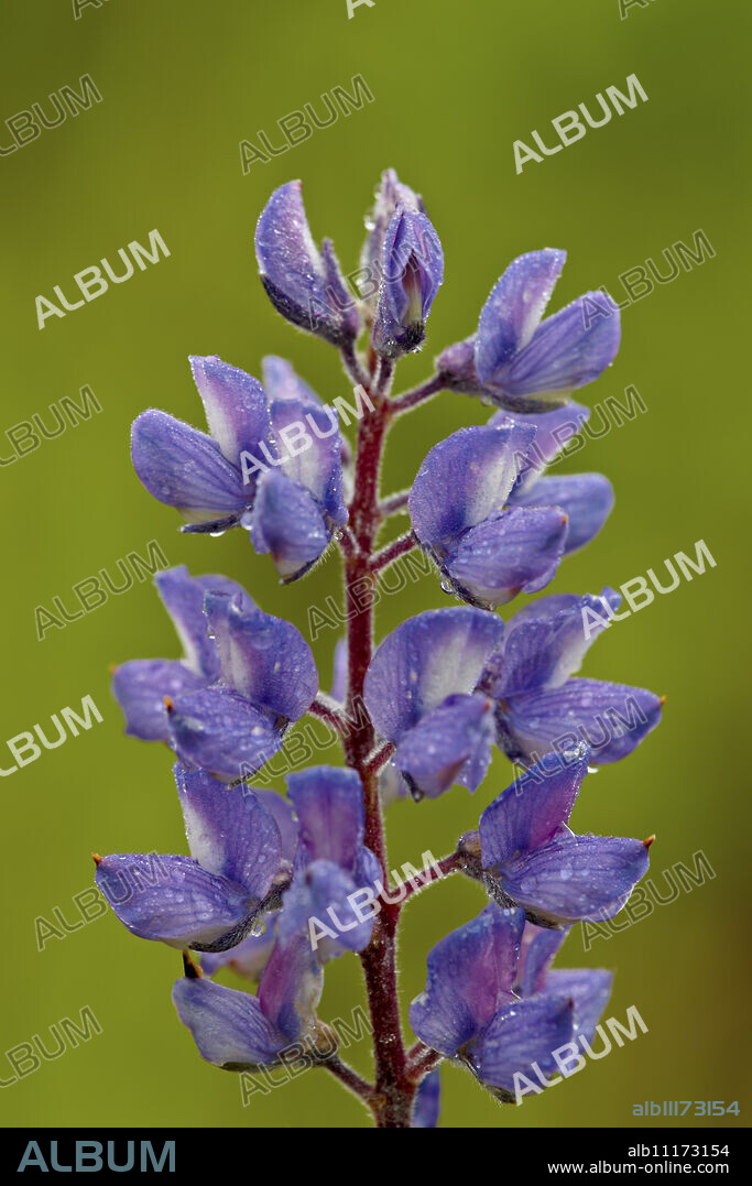 Silvery lupine (Lupinus argenteus), Waterton Lakes National Park, Alberta, Canada, North America.