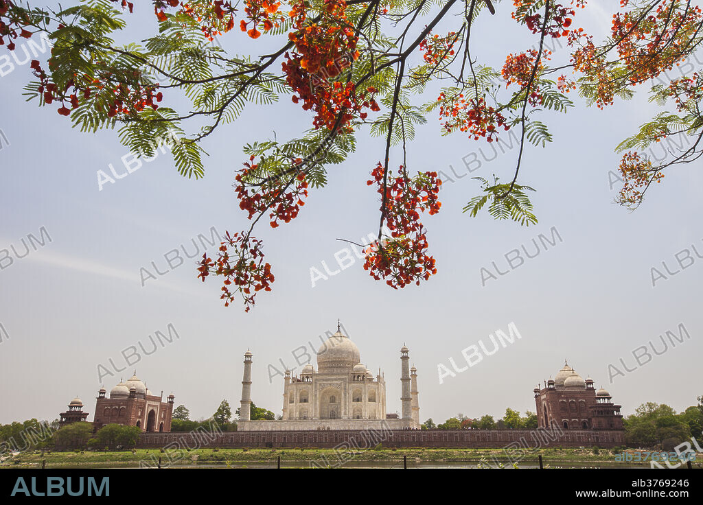 Branches of a flowering tree with red flowers frame the Taj Mahal symbol of Islam in India, UNESCO World Heritage Site, Agra, Uttar Pradesh, India, Asia.