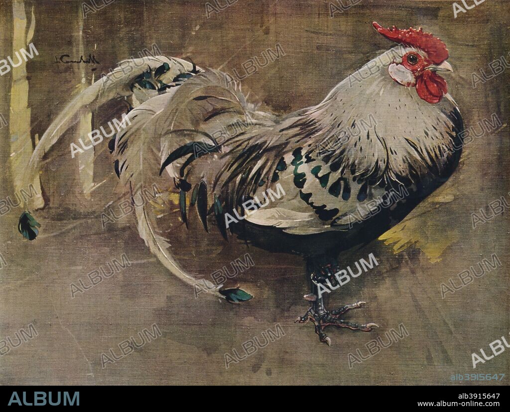 'The Spangled Cock', 1903 (1935). After the painting by Joseph Crawhall. From Modern Masterpieces Part 12. [George Newnes Ltd, London, 1935].