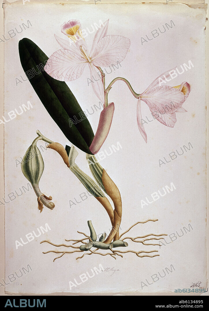CELESTINO MUTIS. FLORA DE LA REAL EXPEDICION BOTANICA DEL NUEVO REINO DE GRANADA - ORQUIDEA CATTLEYA - DIBUJO SIGLO XVIII.