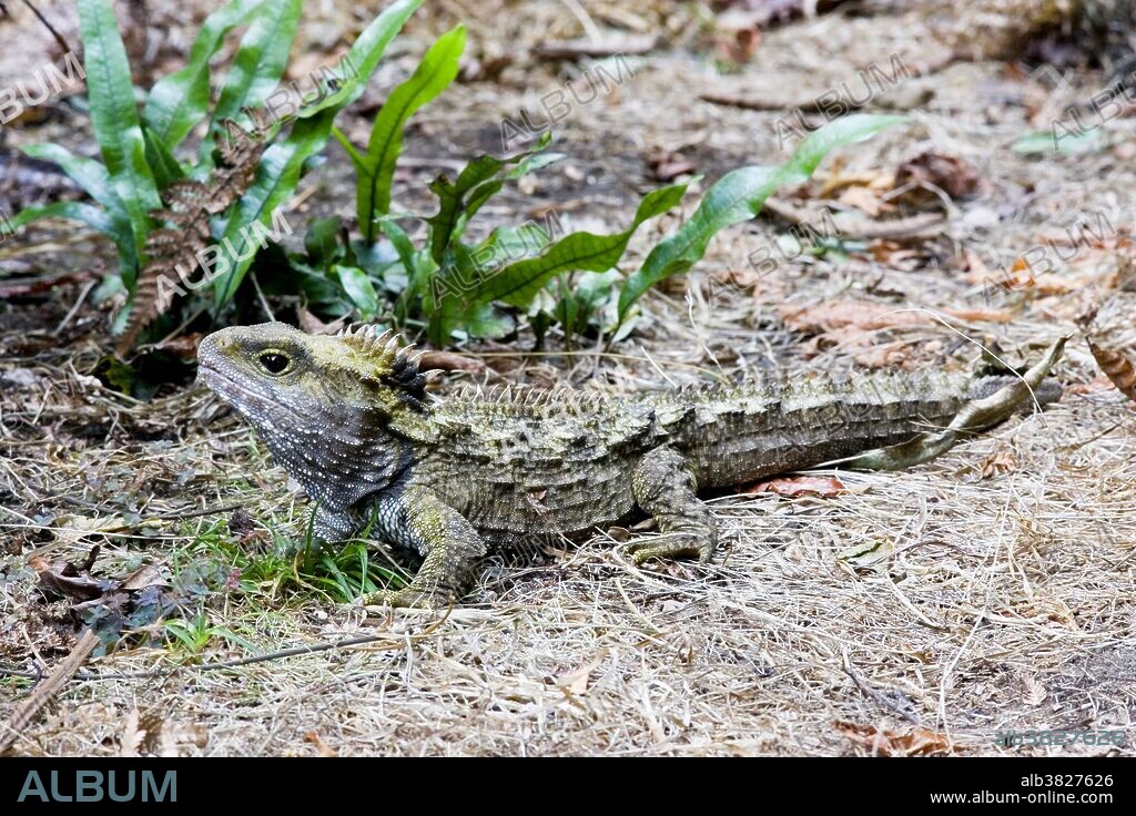 Tuatara (Sphenodon guntheri), an ancient reptile species, basking in the sun, New Zealand.