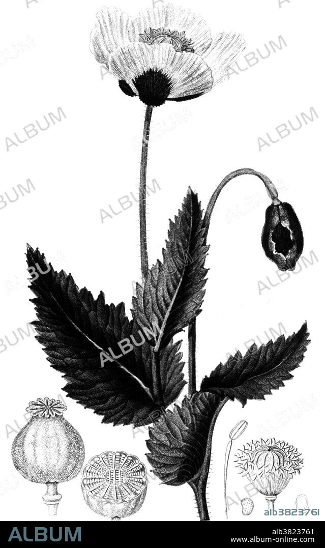 Stem of the poppy plant showing foliage, bud (also shown in cross section), and flower. Opium poppy, Papaver somniferum, is the species of plant from which opium and poppy seeds are derived. Opium was used for treating asthma, stomach illnesses, and bad eyesight. Opium is the source of many narcotics, including morphine (and its derivative heroin), thebaine, codeine, papaverine, and noscapine. The Latin botanical name means the "sleep-bringing poppy", referring to the sedative properties of some of these opiates. The opium resin from the poppy is processed, and then burned in pipes. The smoker inhales the vapors from the burning resin. Opium is an addictive drug. In the 19th century and the early 20th century, opium smoking was common worldwide, especially in Asia, which was one of the sources of the opium poppy.
