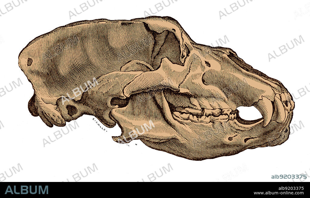 Skull of a cave bear (Ursus spelaeus), from Louis Figuier's The World Before the Deluge, 1867 American edition. Cave bears were abundant in Europe during the Pleistocene, from about 200,000 to 20,000 years ago.