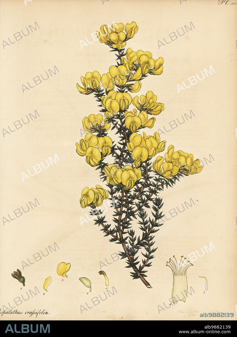 Cape gorse or thick-leaved aspalathus, Aspalathus crassifolius. From the Cape of Good Hope, South Africa. In George Hibbert's herbarium. Copperplate engraving drawn, engraved and hand-coloured by Henry Andrews from his Botanical Register, Volume 5, self-published in Knightsbridge, London, 1804.