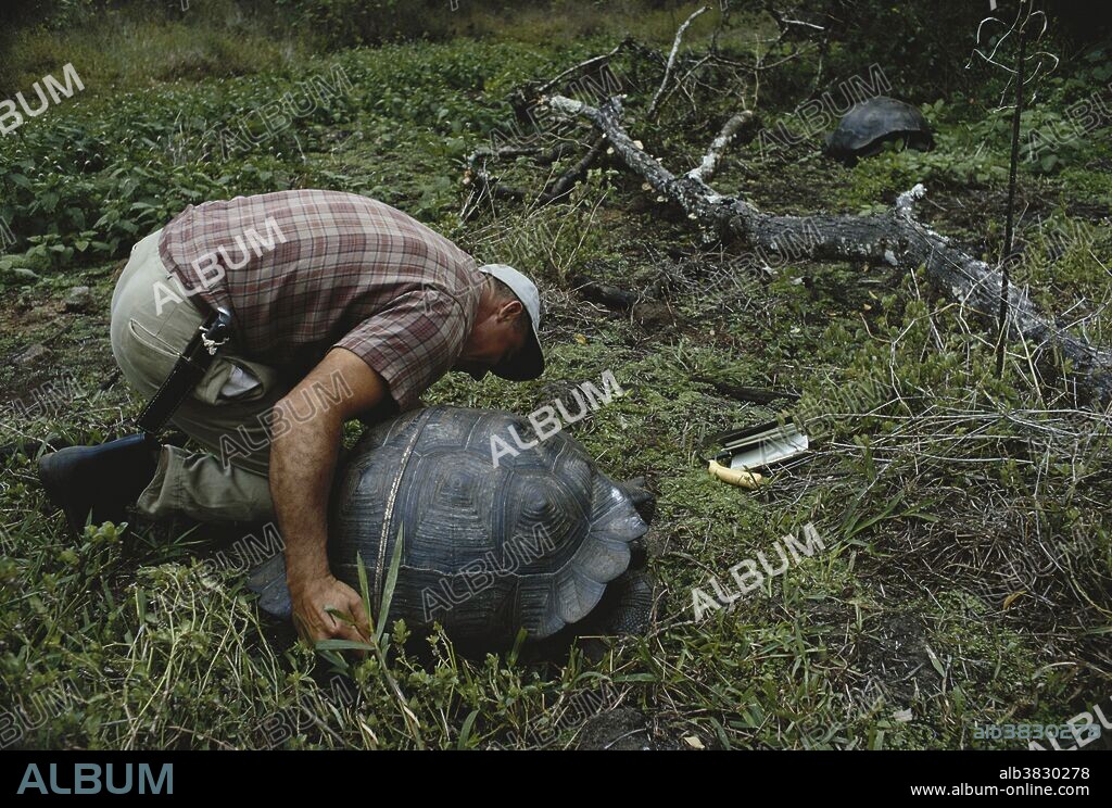 Conservation officer Miguel Castro measures a GalÃ¡pagos tortoise (Chelonoidis nigra); Santa Cruz Island, in the GalÃ¡pagos.