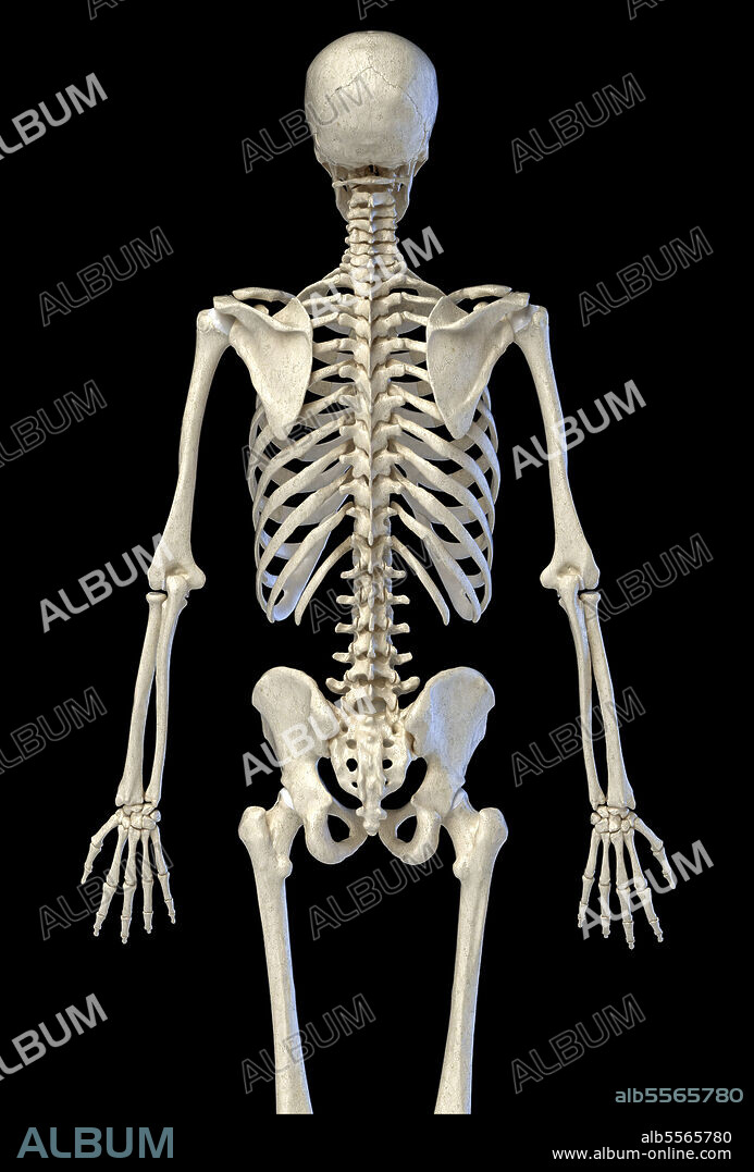 3D illustration of human skeletal system, three quarter length body, rear view on black background.