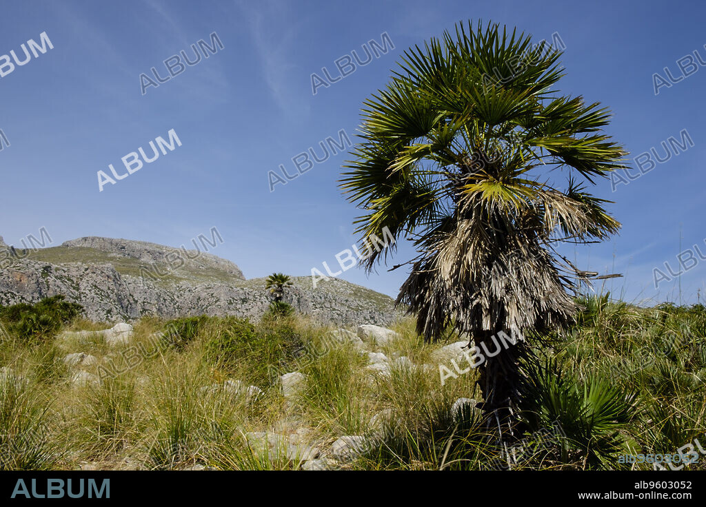 Palmito, Chamaerops humilis, Finca Pública Galatzó, Calvia, Mallorca, balearic islands, spain, europe.