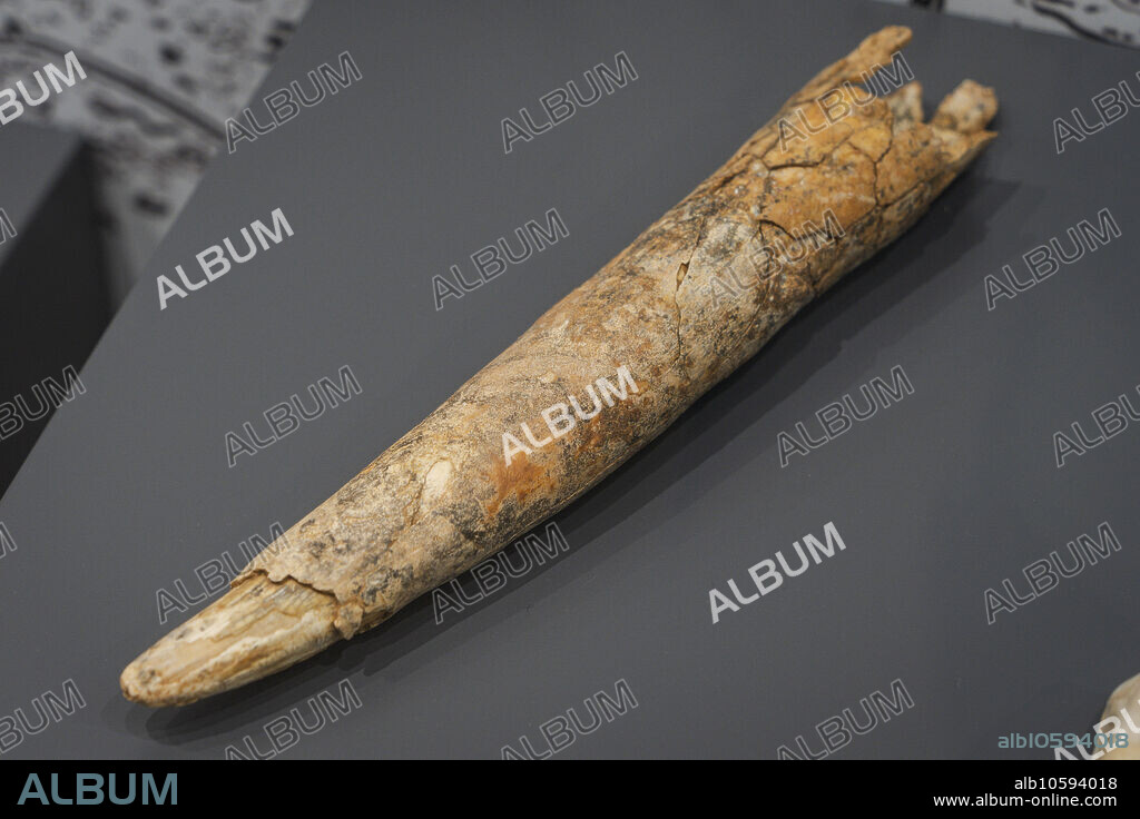 straight-tusked elephant tusk (palaeoloxodon antiquus), La Garma A, Omoño, Ribamontan al Monte, Museum of prehistory and archeology (MUPAC), Santander, Cantabria, Spain.