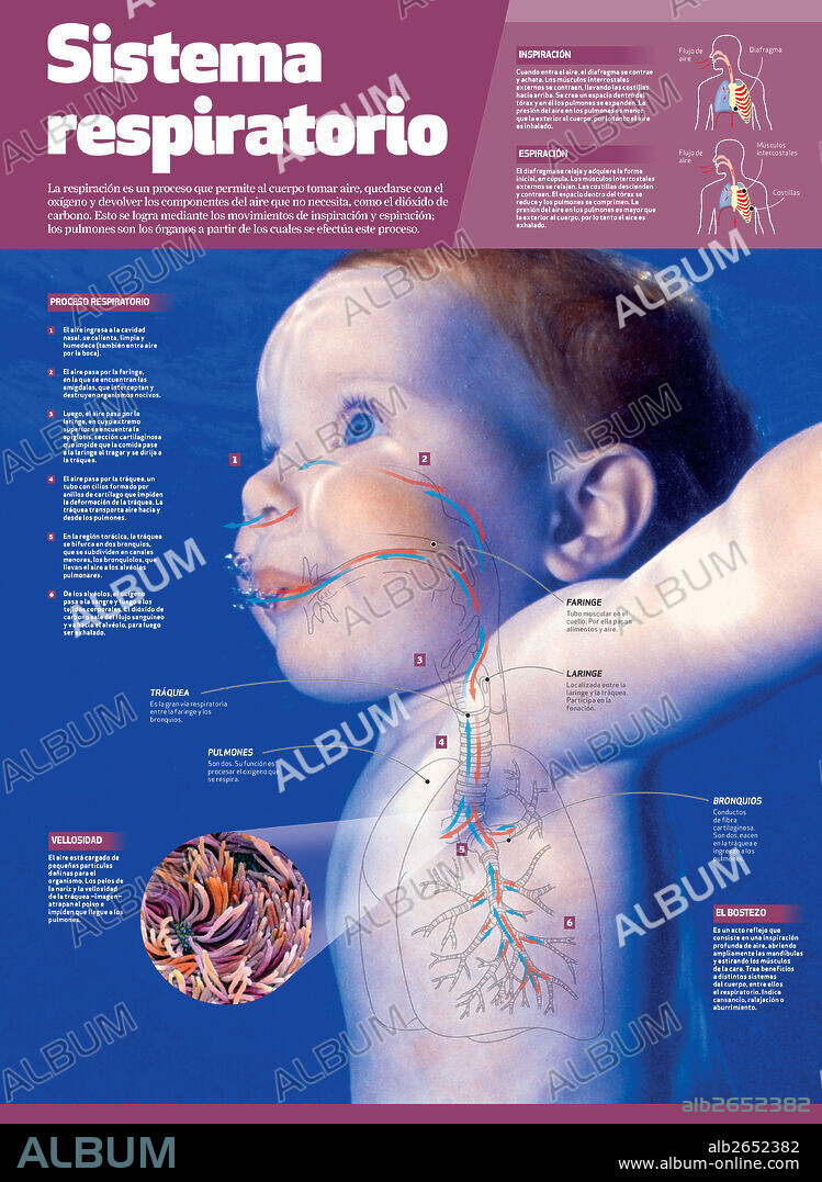 sistema respiratorio. Infografía del sistema respiratorio.