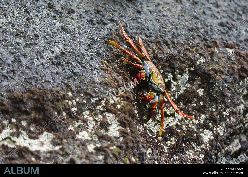Sally Lightfoot Crab (Grapsus grapsus), Floreana Island, Galapagos Islands, UNESCO World Heritage Site, Ecuador, South America.