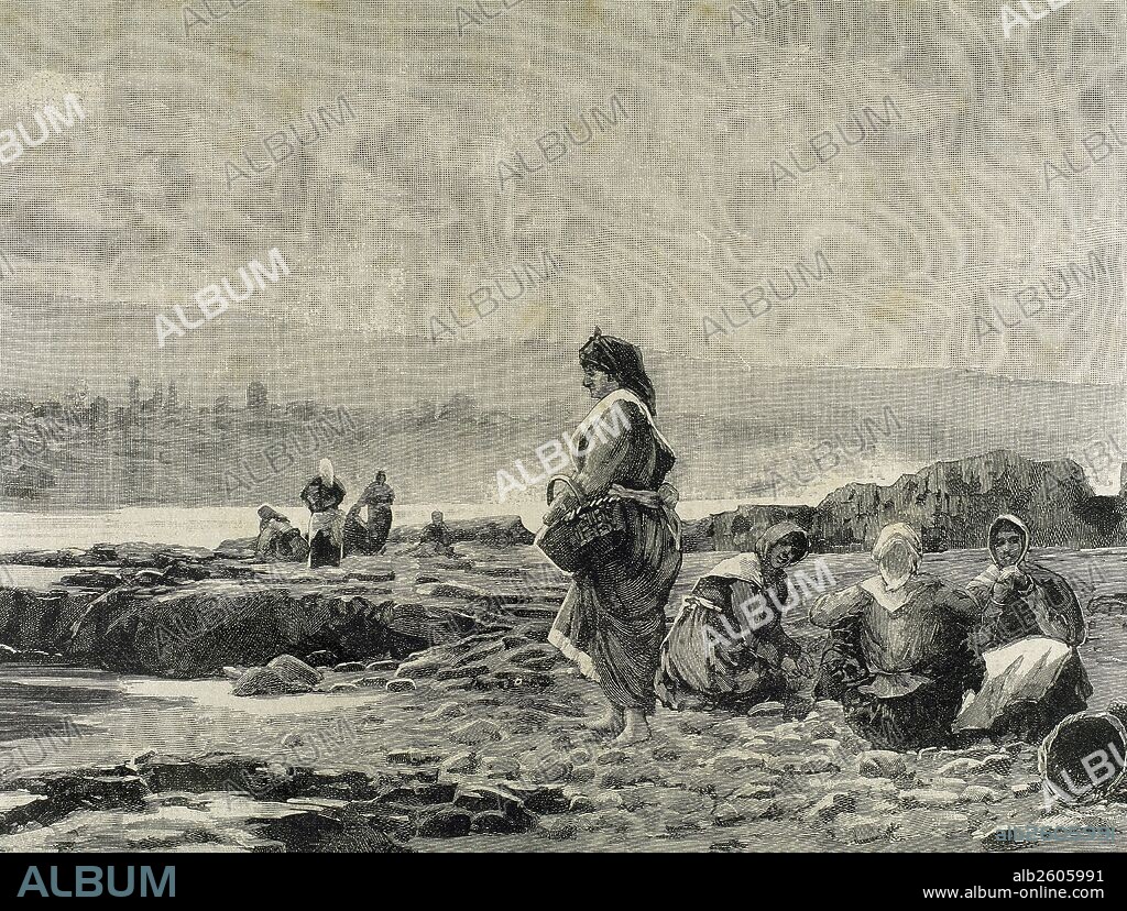 HISTORIA DE ESPAÑA. SIGLO XIX. GALICIA. MARISCADORAS faenando en bajamar. "La Ilustración Española y Americana". Grabado por Rico (1890) .