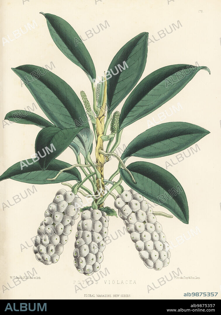 Anthurium scandens subsp. scandens, native from the Caribbean, Mexico to South Brazil. Imported by James Veitch and Sons, Chelsea. Anthurium margareteceum. As Pothos violacea. Handcolored botanical illustration drawn and lithographed by Worthington George Smith from Henry Honywood Dombrain's Floral Magazine, New Series, Volume 4, L. Reeve, London, 1875. Lithograph printed by Vincent Brooks, Day & Son.