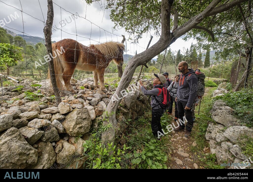 Small pony and children, Cami De Ses Tres Creus, Sóller,Mallorca, balearic islands, spain, europe.
