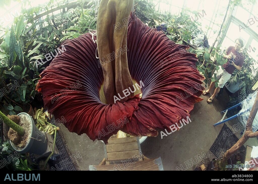 Titan arum (Amorphophallus titanum), blooming at the Conservatory of Flowers in Golden Gate Park, San Francisco, California. Native to Sumatra, it is also known as the corpse flower because of its putrid smell, which attracts insect pollinators. The 'flower' is actually a cluster of hundreds of smaller flowers which together reach a height of up to nine feet, making it the largest reproductive organ of any plant in the world.