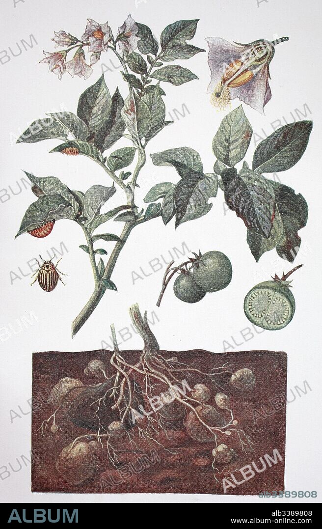 Solanum tuberosum, Potato, historical illustration, 1880.
