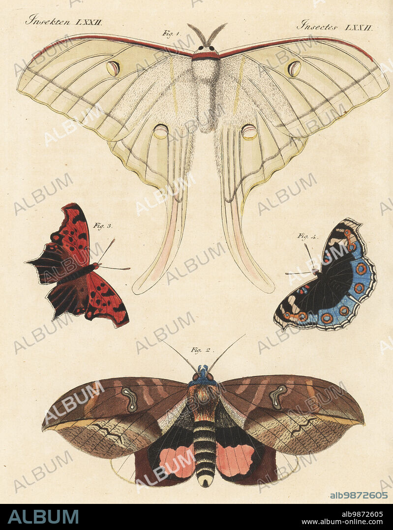 Luna moth or American moon moth, Actias luna 1, Phyllodes conspicillator moth 2, Asian comma butterfly, Polygonia c-aureum 3, and blue pansy or eyed pansy, Junonia orithya 4. Handcoloured copperplate engraving from Carl Bertuch's Bilderbuch fur Kinder (Picture Book for Children), Weimar, 1813. A 12-volume encyclopedia for children illustrated with almost 1,200 engraved plates on natural history, science, costume, mythology, etc., published from 1790-1830.