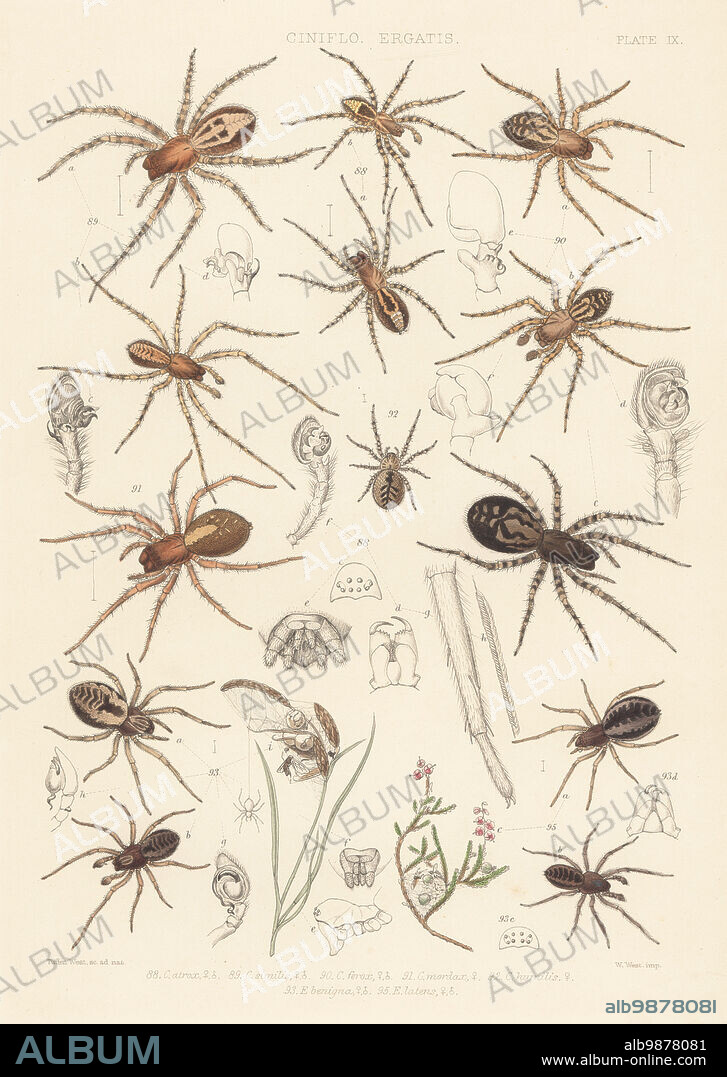 Lace-webbed spider, Amaurobius fenestralis 88, Amaurobius similis 89, black lace-weavers, Amaurobious ferox 90, 91, Lathys humilis 92, Dictyna arundinacea 93, Nigma puella 94, and Dictyna latens 95. Handcoloured lithograph by W. West after Tuffen West from John Blackwalls A History of the Spiders of Great Britain and Ireland, Ray Society, London, 1861.