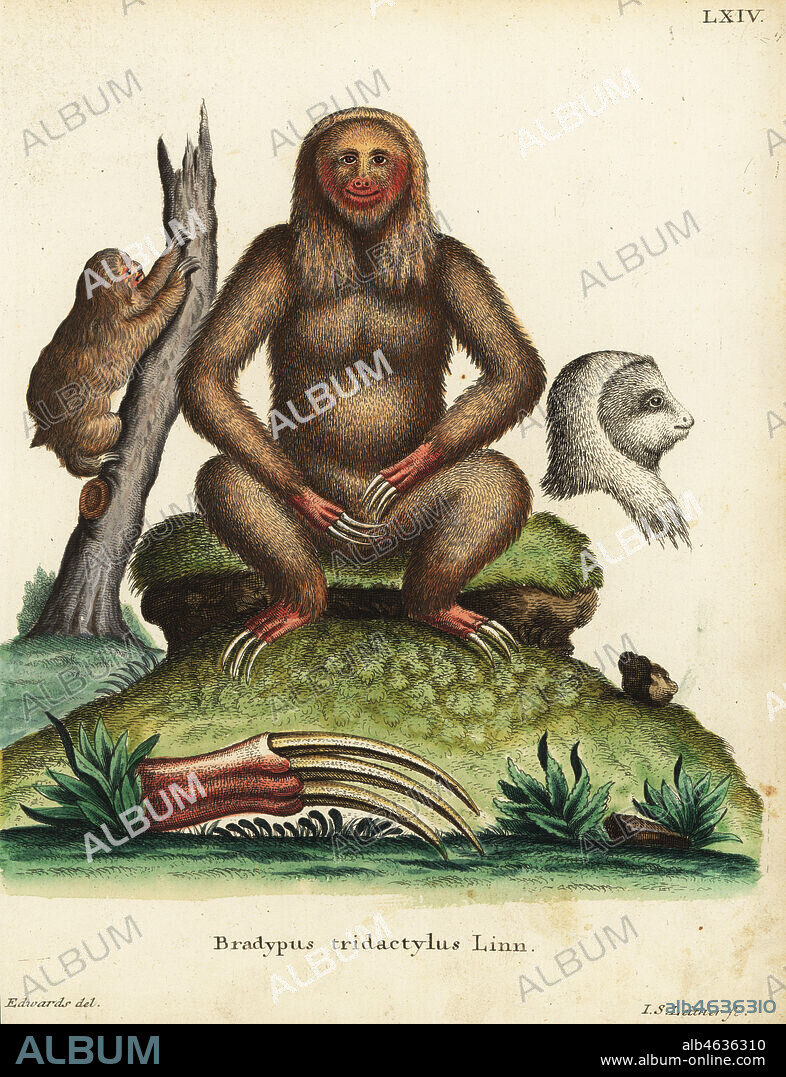 Pale-throated three-toed sloth, Bradypus tridactylus Linn. Handcoloured copperplate engraving by Johann Sebastian Leitner after an illustration by George Edwards from Johann Christian Daniel Schreber's Animal Illustrations after Nature, or Schreber's Fantastic Animals, Erlangen, Germany, 1775.