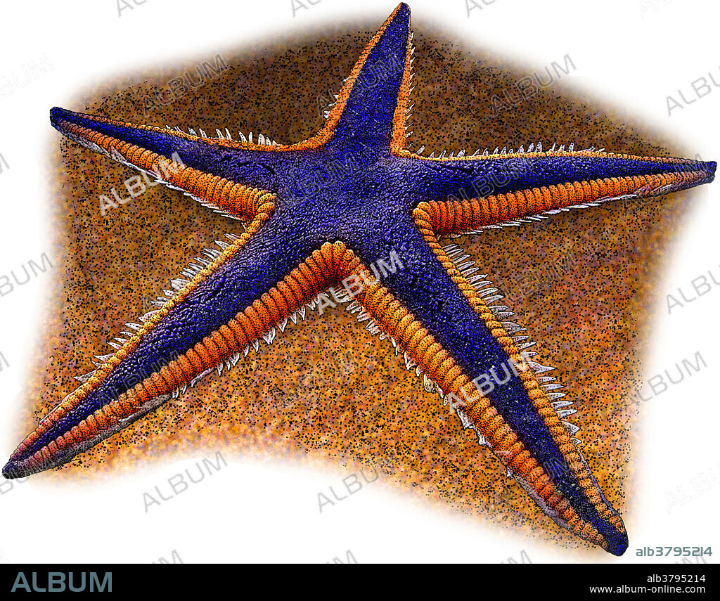 Royal Starfish