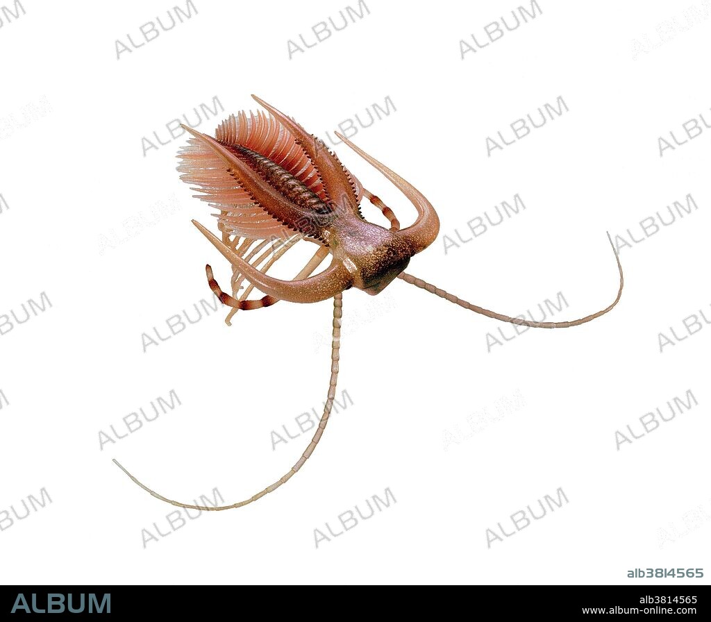 Dorsal reconstruction of the primitive marine arthropod, Marrella splendens, from the Middle Cambrian Burgess Shale of British Columbia. By far the most abundant animal of the Burgess Shale fauna, these small, delicate "lace crabs" probably swarmed in groups just above the seafloor where they fed on zooplankton and organic debris. More than a third of fossils recovered from the Burgess Shale belong to this species. They range in size from 2.5 to 19 mm.