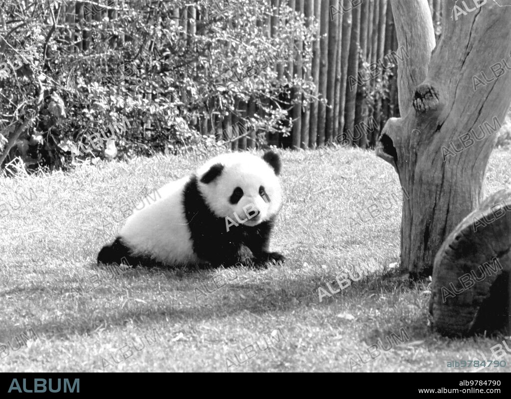 7 marzo 1983. Zoo de la casa de campo el oso panda Chu Lin.
