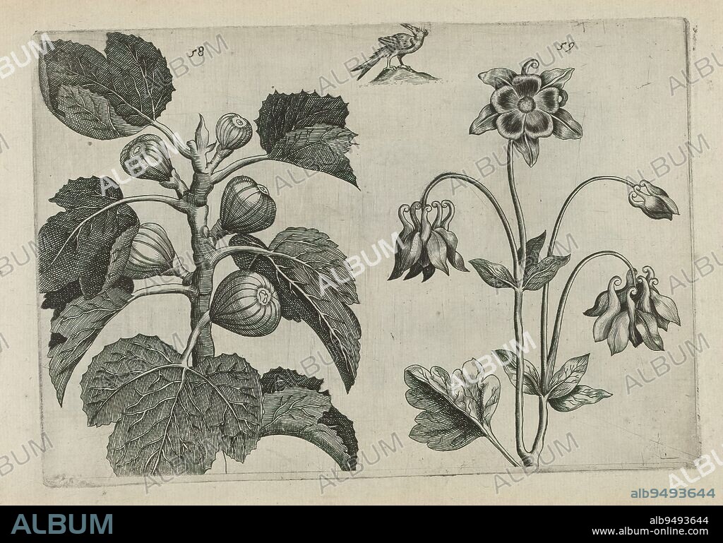 Fig tree and wild akelei, Cognoscite lilia (series title), Fig tree (Ficus carica) and wild akelei (Aquilegia vulgaris), numbered 58 and 59. At top, a bird., print maker: Crispijn van de Passe (I), (attributed to), after drawing by: Crispijn van de Passe (I), (attributed to), publisher: Crispijn van de Passe (I), print maker: Cologne, after drawing by: Cologne, publisher: Cologne, publisher: London, 1600 - 1604, paper, engraving, height 127 mm × width 205 mm, height 172 mm × width 272 mm.