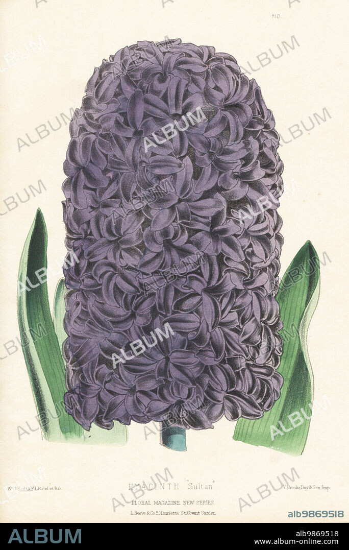 Hyacinth orientalis hybrid, Sultan. Sold by James Veitch and Sons Nursery, King's Road, Chelsea. Handcolored botanical illustration drawn and lithographed by Worthington George Smith from Henry Honywood Dombrain's Floral Magazine, New Series, Volume 5, L. Reeve, London, 1876. Lithograph printed by Vincent Brooks, Day & Son.