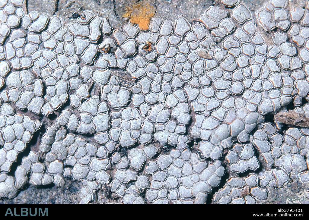 Perichaena depressa, a slime mold. Magnification x1.2.