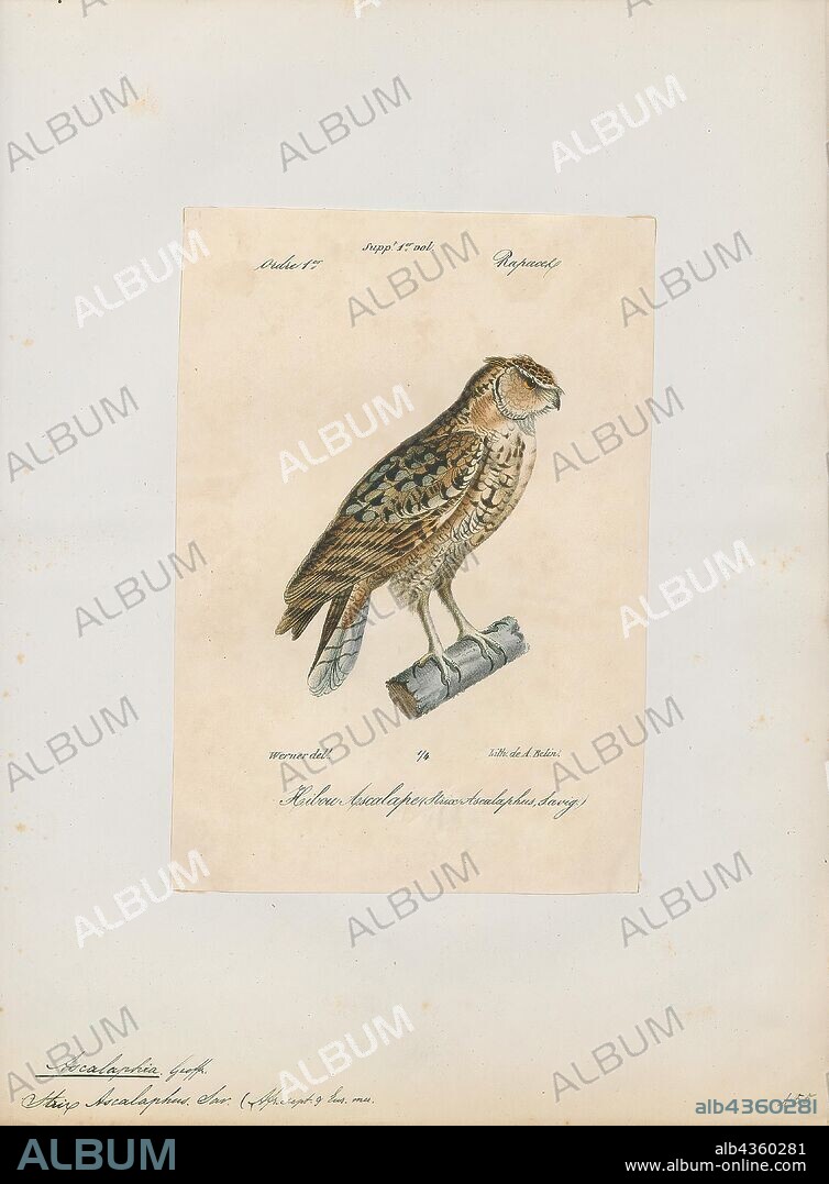 Bubo ascalaphus, Print, The Pharaoh eagle-owl (Bubo ascalaphus) is a species of owl in the family Strigidae. It is found in Algeria, Chad, Egypt, Eritrea, Iraq, Israel, Jordan, Kuwait, Libya, Mali, Mauritania, Morocco, Niger, Oman, Palestine, Qatar, Saudi Arabia, Senegal, Sudan, Tunisia and the United Arab Emirates., 1842-1848.