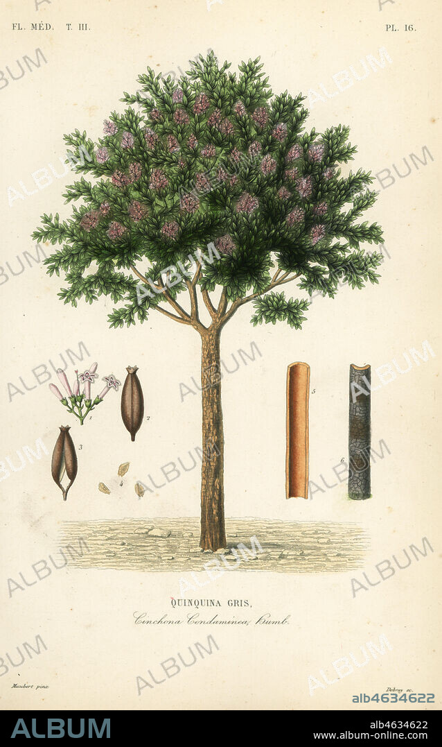 Quinine or cinchona bark, Cinchona officinalis, Cinchona condaminea, Quinquina gris. Handcoloured steel engraving by Debray after a botanical illustration by Edouard Maubert from Pierre Oscar Reveil, A. Dupuis, Fr. Gerard and Francois Herincqs La Regne Vegetal: Flore Medicale, L. Guerin, Paris, 1864-1871.