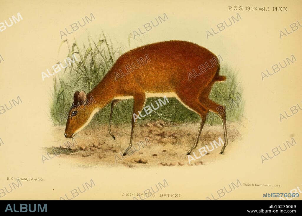 Proceedings of the Zoological Society of London, London, Academic Press periodicals, zoology, pygmy antelope, dwarf antelope, Nesotragus batesi, The scene features a small, graceful animal known for its slender build and long legs. It is depicted in a natural setting, engaged in a curious posture as it investigates its surroundings. The creature has a smooth, reddish-brown coat, with a lighter hue on its underbelly. Its large ears are perked up, indicating alertness, while its delicate features suggest a gentle demeanor. The background consists of tall grasses, adding to the serene atmosphere of this moment in nature. This depiction highlights the animal's elegance and agility, showcasing its role within the ecosystem.