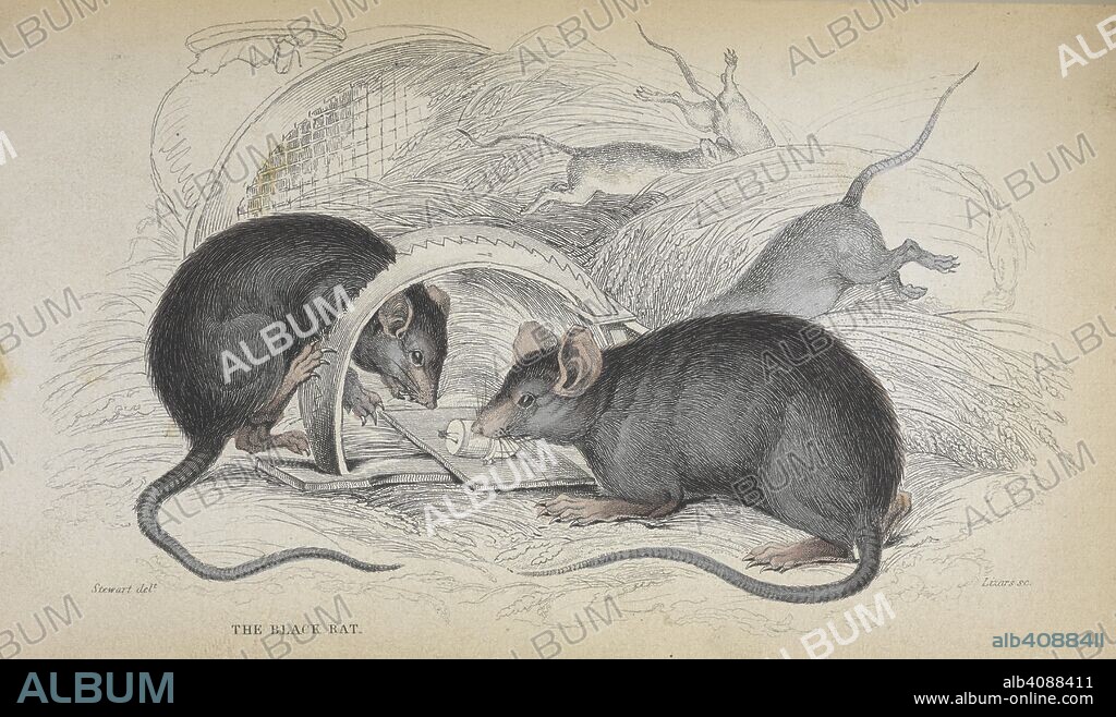 WILLIAM MACGILLIVRAY. The black rat. A History of British Quadrupeds. In : Jardine (Sir W.) Bart. The Naturalist's Library, etc. 1843. Source: 1150.a.7 plate opposite page 238.