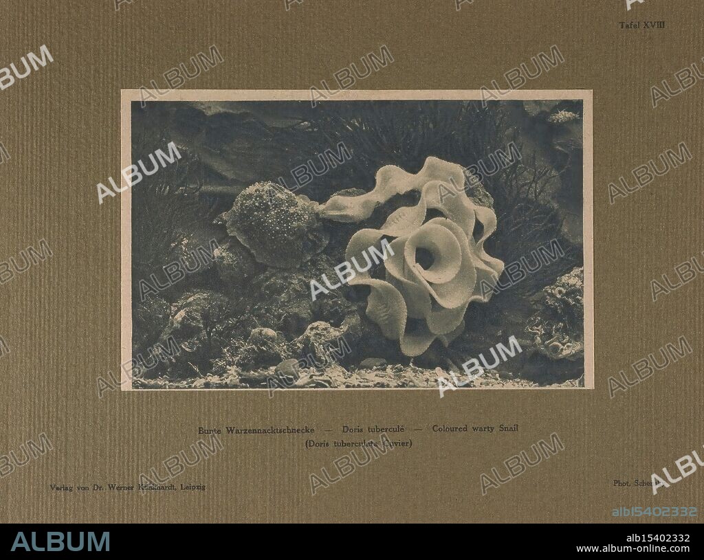 Tier- und Pflanzenleben der Nordsee, Leipzig, W. Klinkhardt, 1914-1922, north sea, marine biology, sea lemon, Doris pseudoargus, Archidoris pseudoargus, Doris pseudoargus, Archidoris pseudoargus, The composition showcases a beautifully detailed study of a distinct marine mollusk, specifically a colored warty snail known as Doris tuberculatus. The subject features an intricate arrangement of spiraled layers, highlighting its textured surface and graceful contours. Surrounding the snail, a softly faded background complements its delicate features, emphasizing the organism's unique form and natural beauty in a scholarly presentation format. Below the main illustration, a title identifies the species, contributing to the educational value of the piece.
