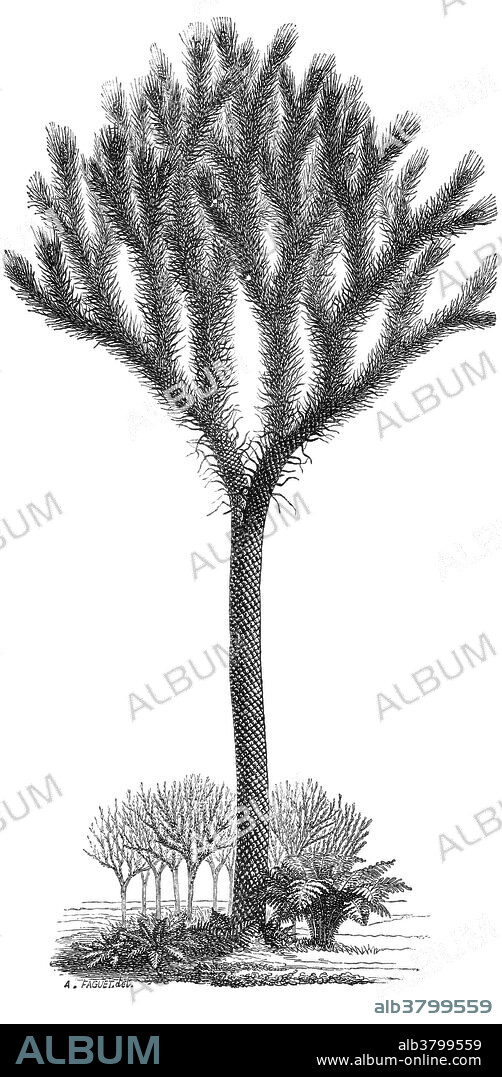 Illustration of a 40-foot-tall Lepidodendron sternbergii, a large tree-like plant from the Carboniferous Period, from Louis Figuier's The World Before the Deluge, 1867 American edition.
