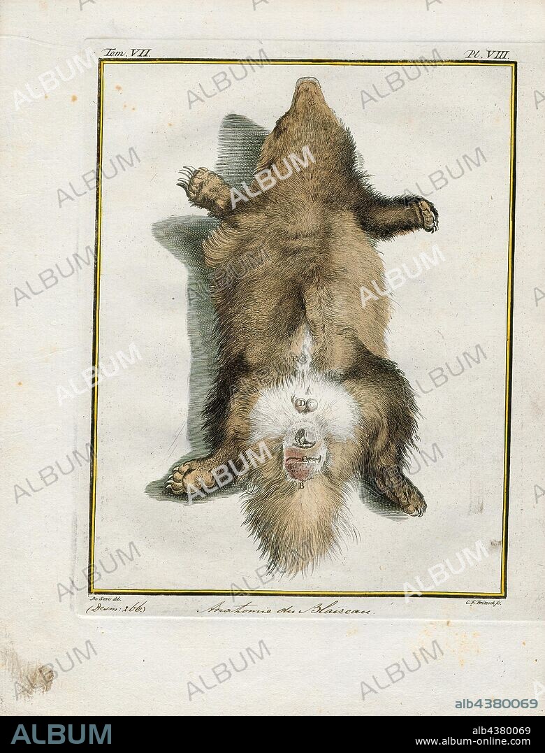 Meles taxus, Print, reproductive organs.