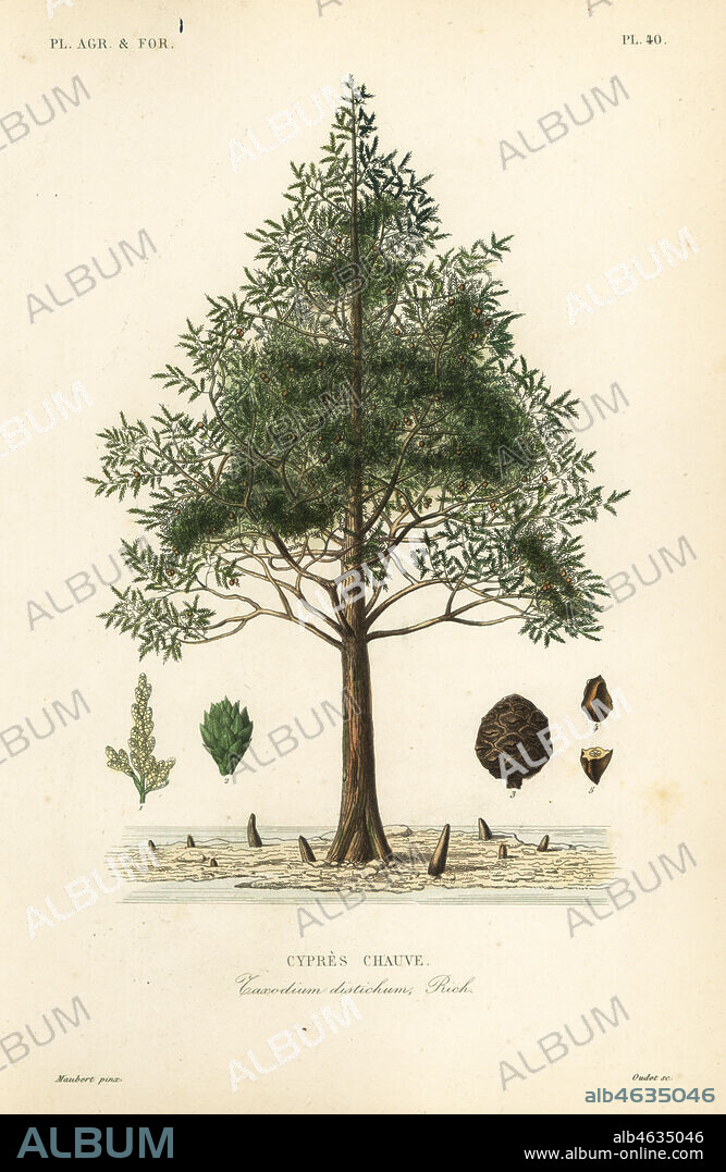 Bald cypress or swamp cypress tree, Taxodium distichum, Cypres chauve. Handcoloured steel engraving by Oudet after a botanical illustration by Edouard Maubert from Pierre Oscar Reveil, A. Dupuis, Fr. Gerard and Francois Herincqs La Regne Vegetal: Planets Agricoles et Forestieres, L. Guerin, Paris, 1864-1871.