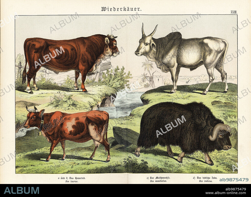 Bull and dairy cow, Bos taurus, muskox, Ovibos moschatus, and zebu, Bos indicus. Chromolithograph from Gotthilf Heinrich von Schubert's Natural History of Animal Kingdoms for School and Home (Naturgeschichte des Tierreichs fur Schule und Haus), Schreiber, Munich, 1886.