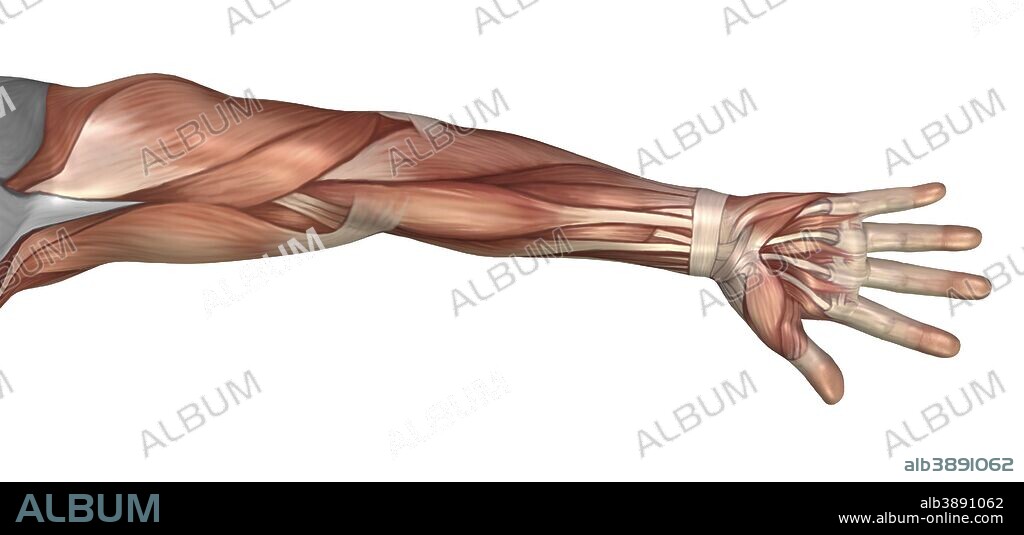 Muscle anatomy of the human arm, anterior view.
