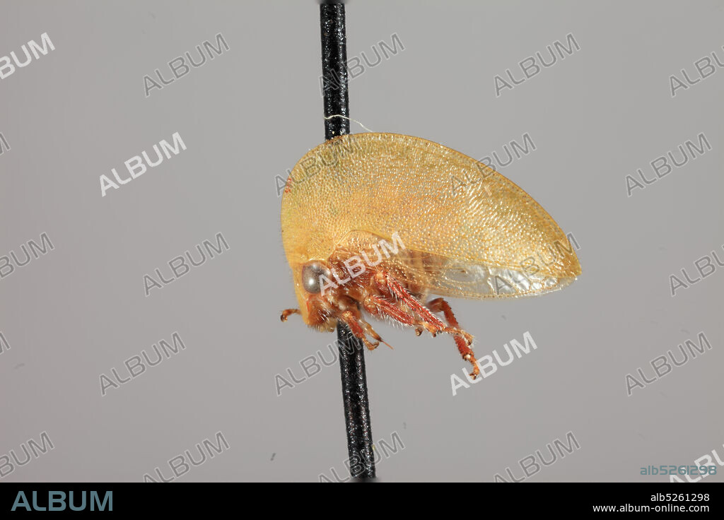 Puerto Cabezas, Zelaya, Nicaragua, Zelaya, Nicaragua, Amastris straminea Broomfield, 1976, Animalia, Arthropoda, Insecta, Hemiptera, Homoptera, Membracidae.