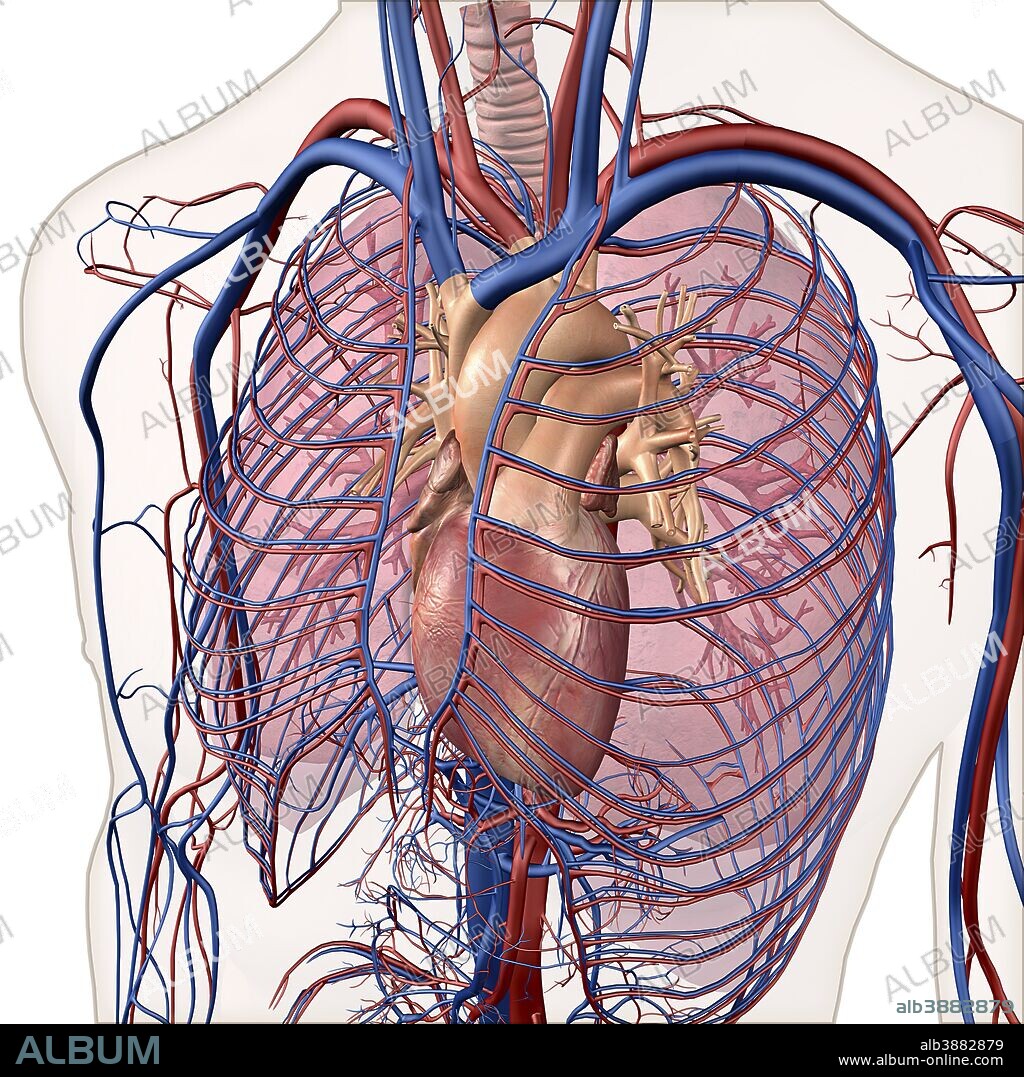 Layered view of circulatory and respiratory system.