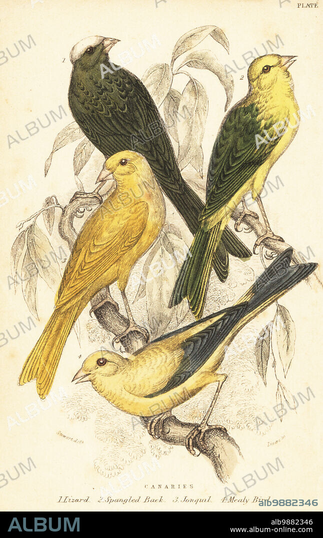 Canaries, Serinus canaria domestica: Lizard 1, Spangled Back 2, Jonquil 3 and Mealy Bird 4. Handcoloured steel engraving by Lizars after an illustration by James Stewart from J.M. Bechsteins Cage and Chamber-Birds, George Bell, Covent Garden, London, 1889.
