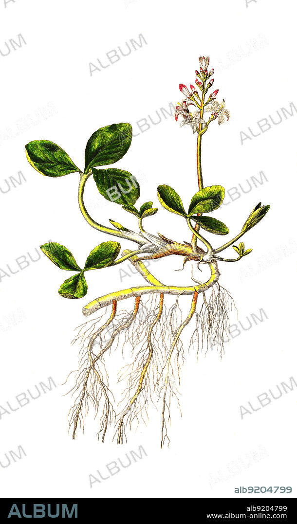 Fieberklee oder Bitterklee, Menyanthes trifoliata / Menyanthes trifoliata. The name Menyanthes comes from the Greek words menyein, meaning ""disclosing"", and anthos, meaning ""flower"", in reference to the sequential opening of flowers on the inflorescence. The North American form is often referred to as M. trifoliata var. minor Michx. It is known in English by the common names bogbean, and buckbean, Historisch, historical, digital improved reproduction of an original from the 19th century / digital restaurierte Reproduktion einer Originalvorlage aus dem 19. Jahrhundert, genaues Originaldatum nicht bekannt.